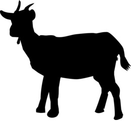 260x240 Drawing, Goats, Wildlife, Transparent Png Image Clipart Free