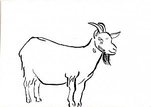 300x213 Fugitive Goat On The Loose