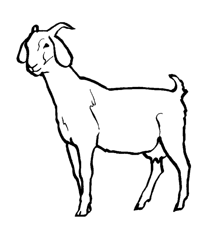 670x768 Pygmy Goat Coloring