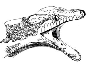 300x221 Carpet Python