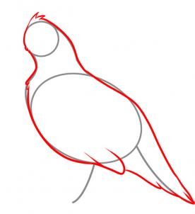276x302 How To Draw A Quail, Step