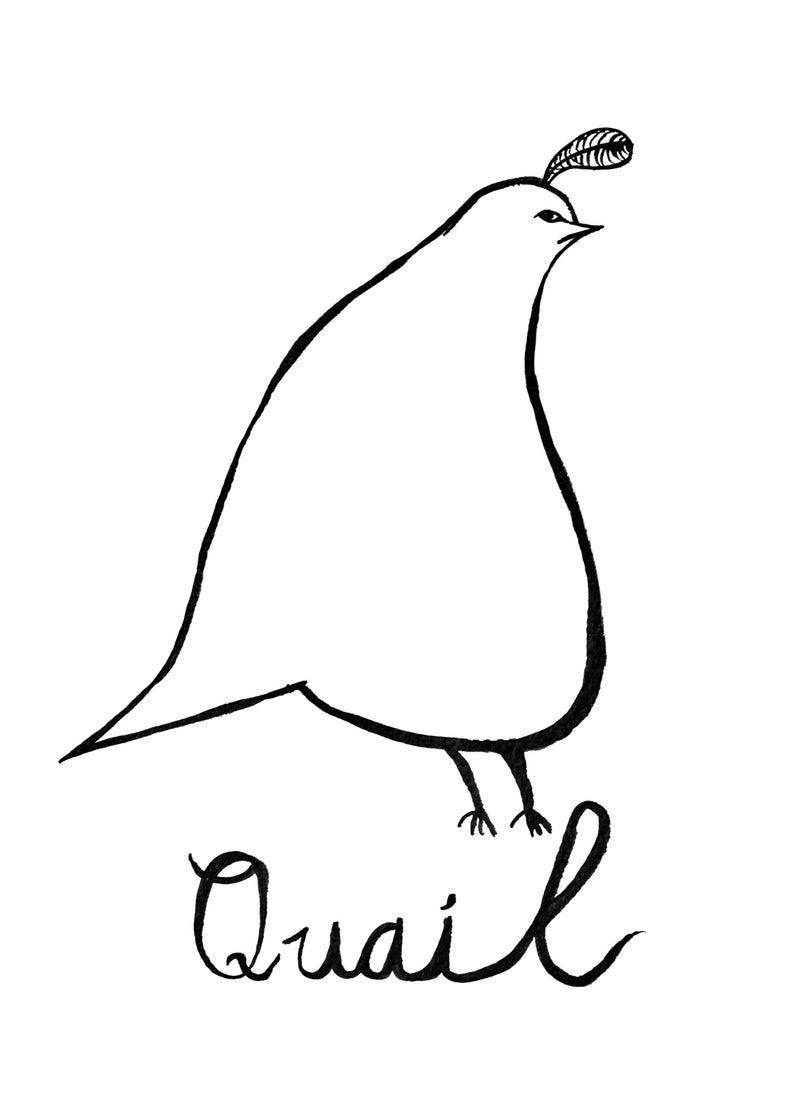 794x1099 Ink Drawing Of A Quail Inkjet Print Etsy