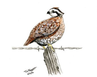 340x270 Ink Drawing Quail Etsy