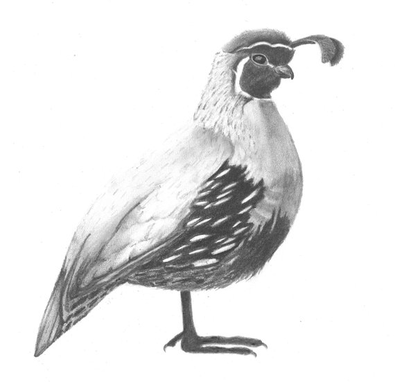 570x551 Mamma Quail And Babies Mother's Day Gift Birthday Gift Etsy