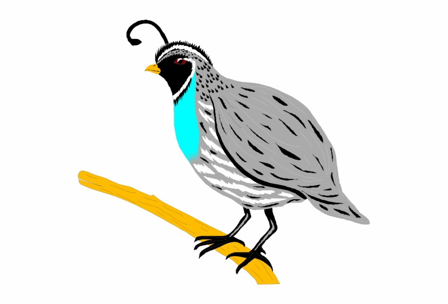 920x624 Quail Clipart Free Png Images Clipart Download