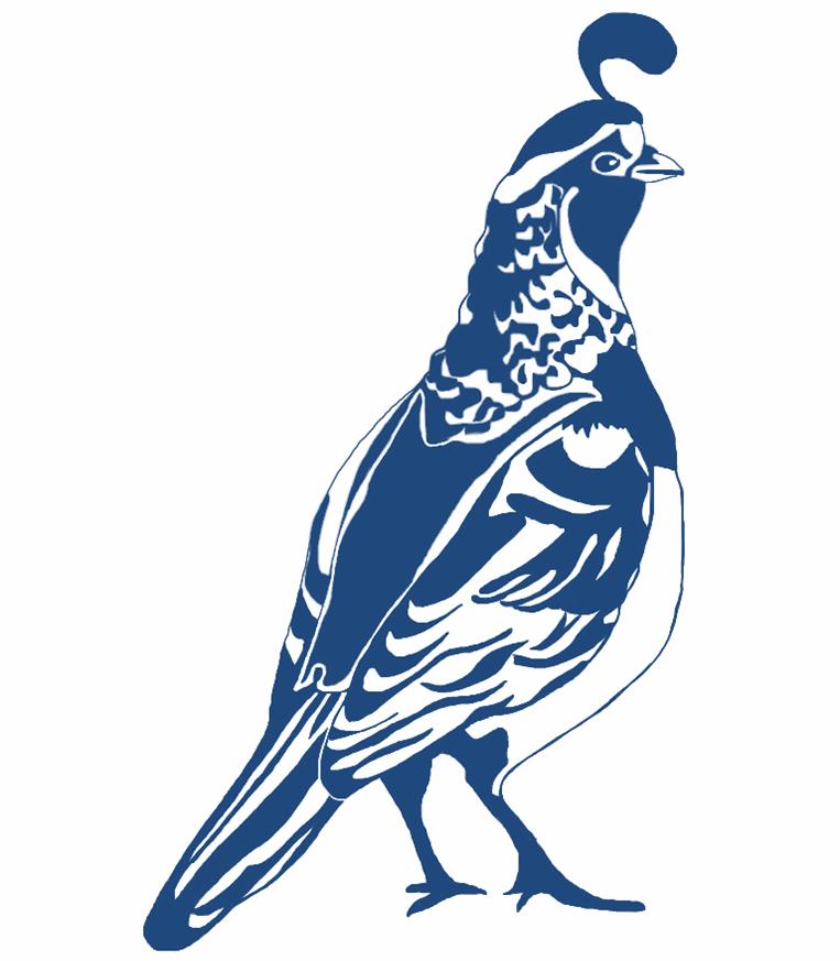 763x873 Quail Drawing