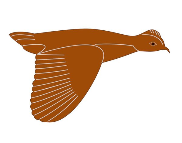 600x471 Quail Drawings Fine Art America