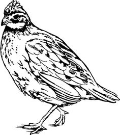 236x265 Animal, Quail, Clip Art Coloring Quail Tattoo, Owl Clip Art