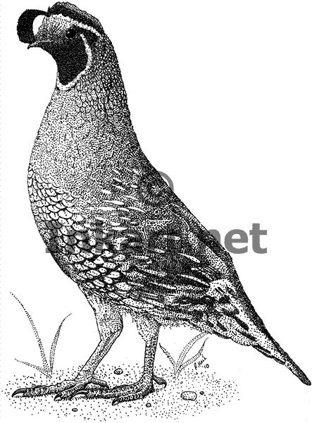 443x600 Quail Scientific Drawing