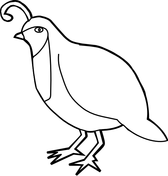 570x597 Collection Of Free Quail Drawing Cartoon Download On Ui Ex