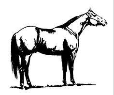 236x196 Collection Of Free Head Clipart Quarter Horse Amusement Clipart