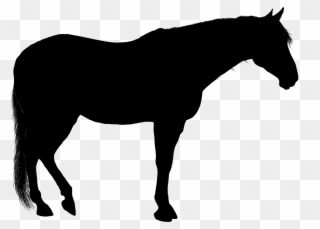 320x229 American Quarter Horse American Paint Horse Stallion