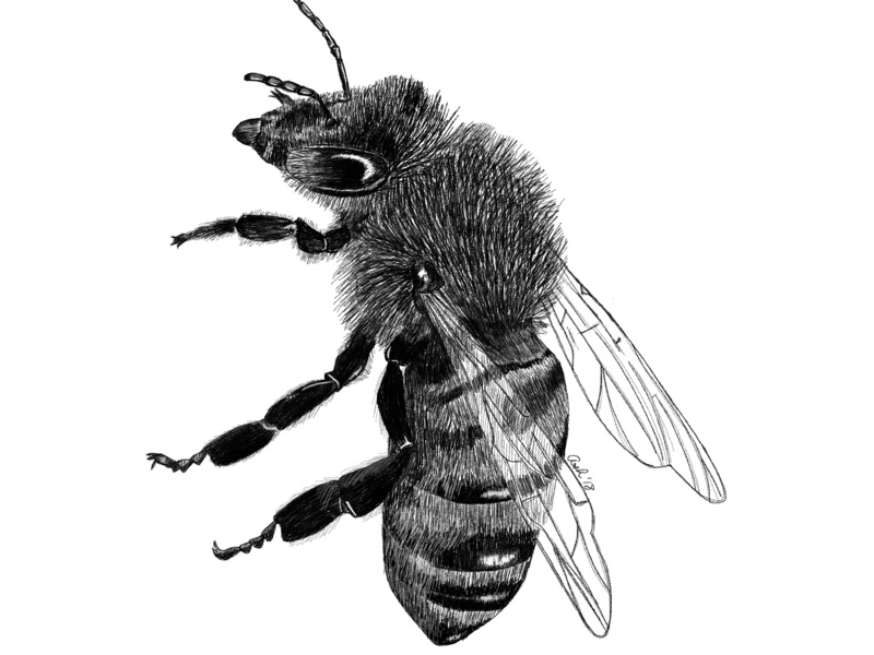 800x600 Queen Bee