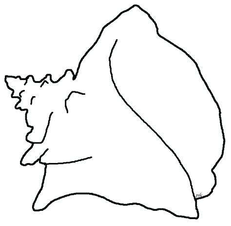 474x463 How To Draw A Conch Shell