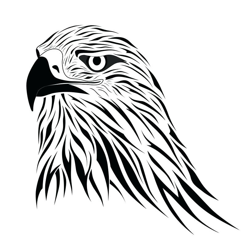 800x800 How To Draw A Hawk Step