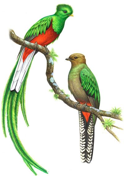 400x567 Tattoos Quetzal Tattoo, Birds, Bird Drawings