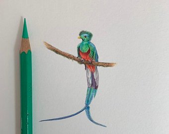 340x270 Quetzal Bird Etsy