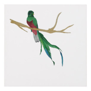 307x307 Quetzal Bird Art Wall Zazzle