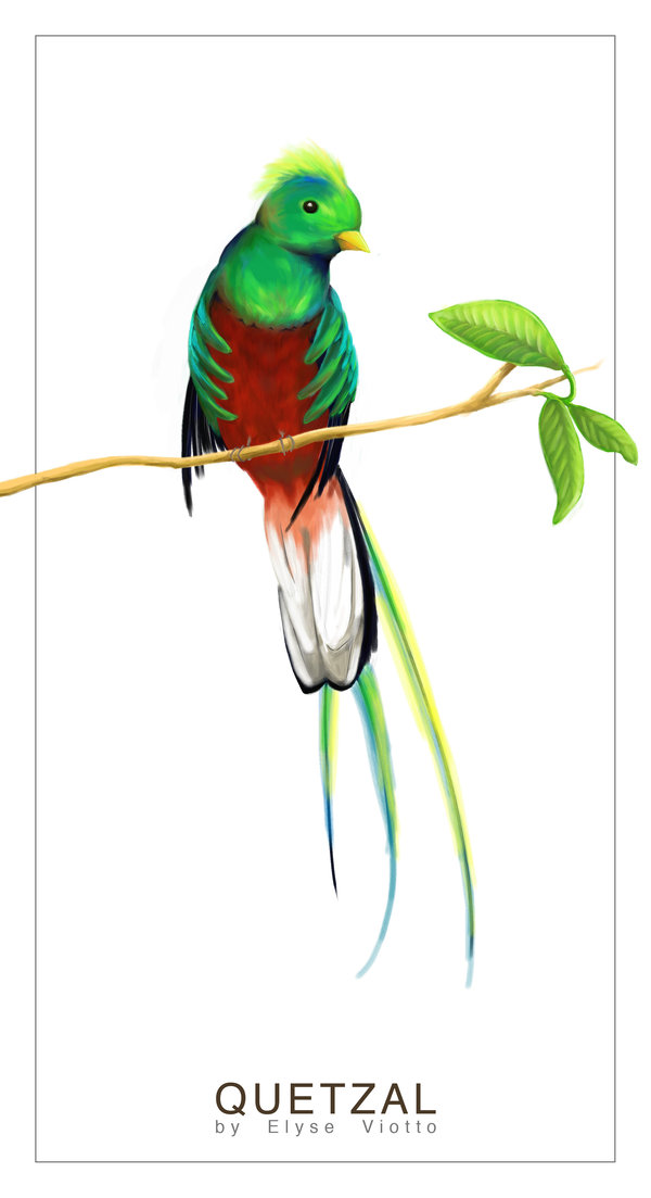 600x1103 Quetzal Bird Drawing