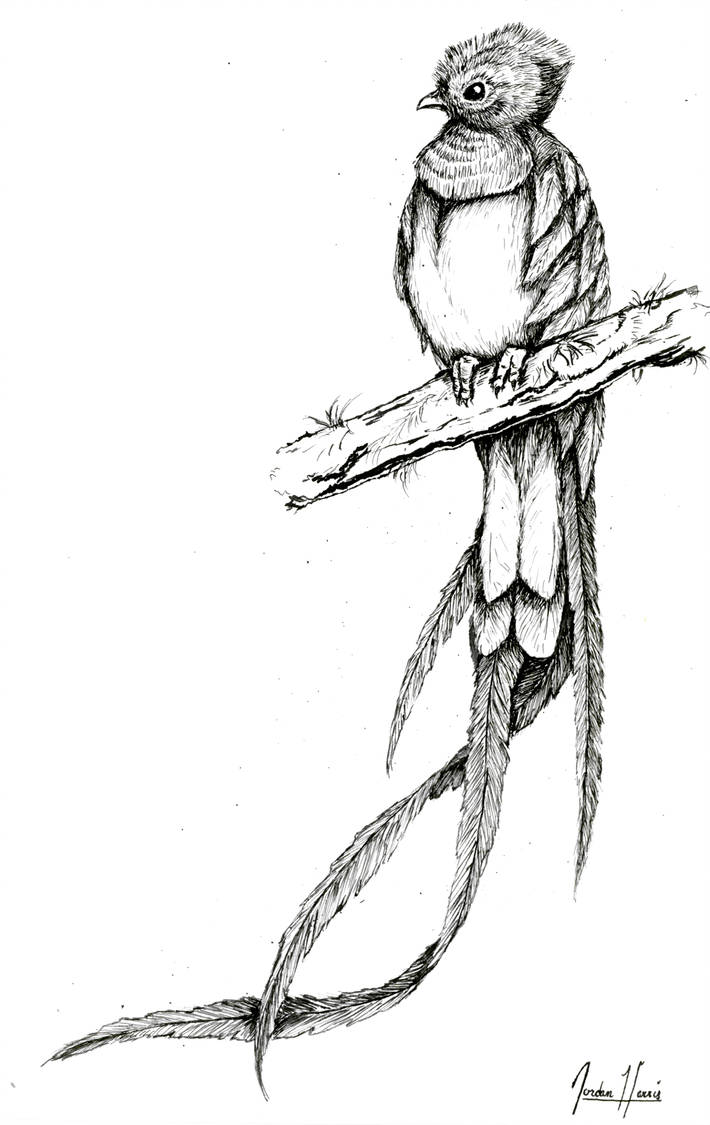 710x1125 Quetzal Black And White