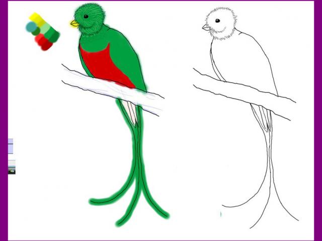 640x480 Quetzal Clipart Guatemala Bird