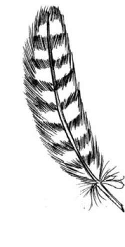 250x491 Feathers Clipart Ink, Picture