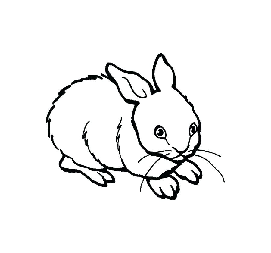 900x840 Drawing Of Rabbit Of A Rabbit
