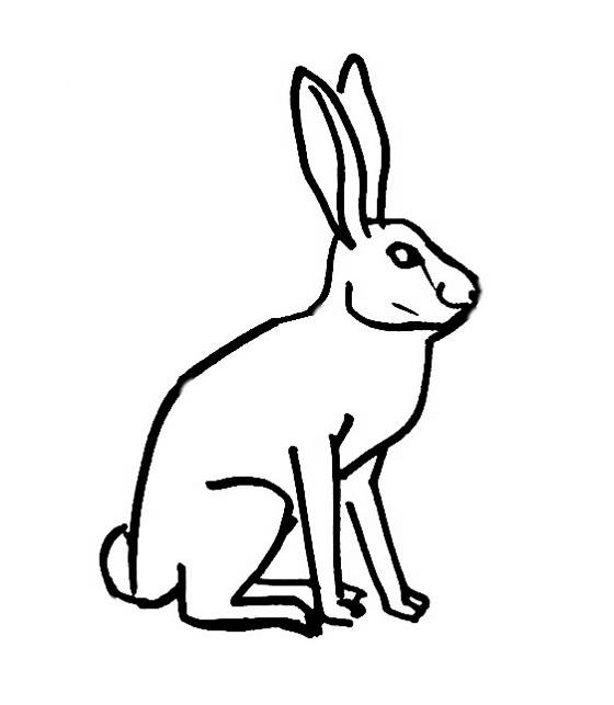 560x643 Hare Coloring Pages