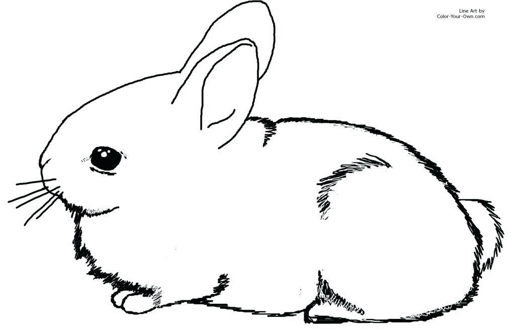 1024x668 Rabbit Black And White Outline Of A Happy Bunny Drawing Running