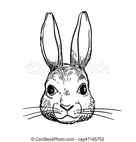 450x470 rabbit drawings rabbit drawing peter rabbit drawing easy