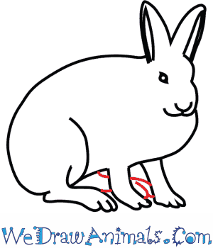 300x350 How To Draw An Arctic Hare