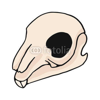 400x400 Huge Collection Of 'rabbit Skull Drawing' Download More Than