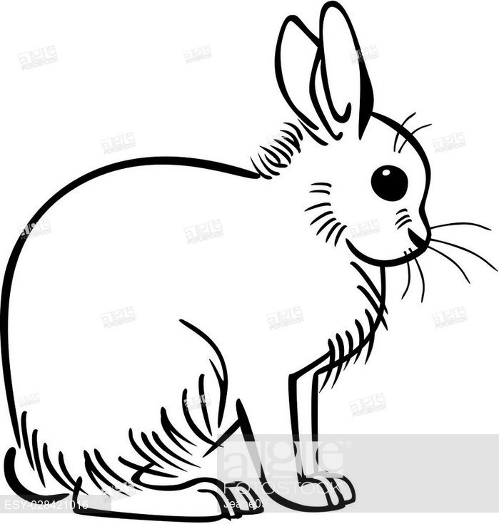 699x735 Vector Line Drawing Of An Arctic Hare Or Rabbit Sitting, Stock