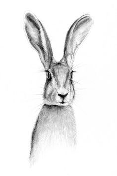 236x354 Hare