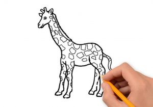 300x210 How To Draw Animals Step