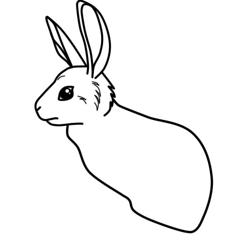 500x500 How To Draw A Rabbit Child Gradually