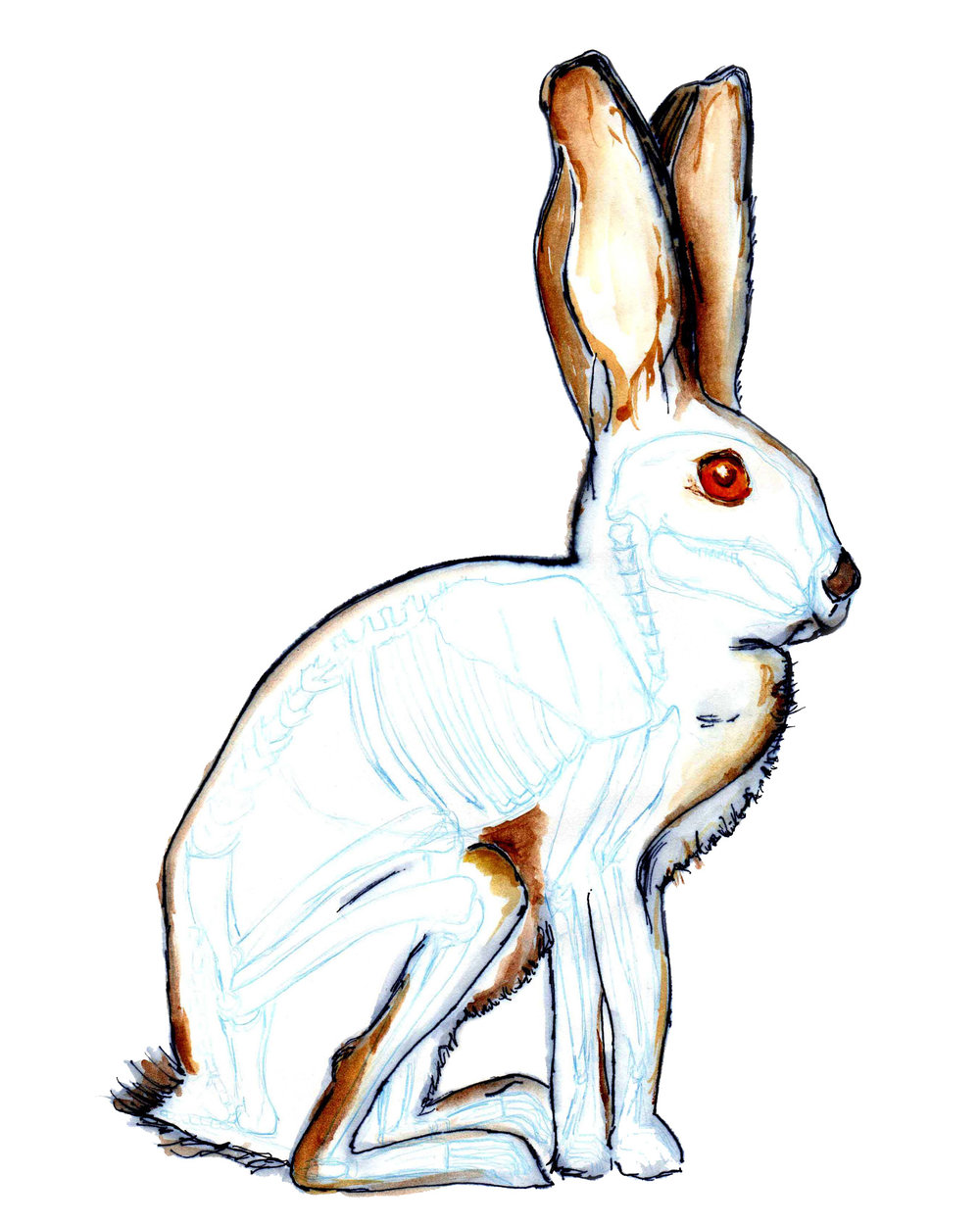 1000x1250 Land Natural History Illustration