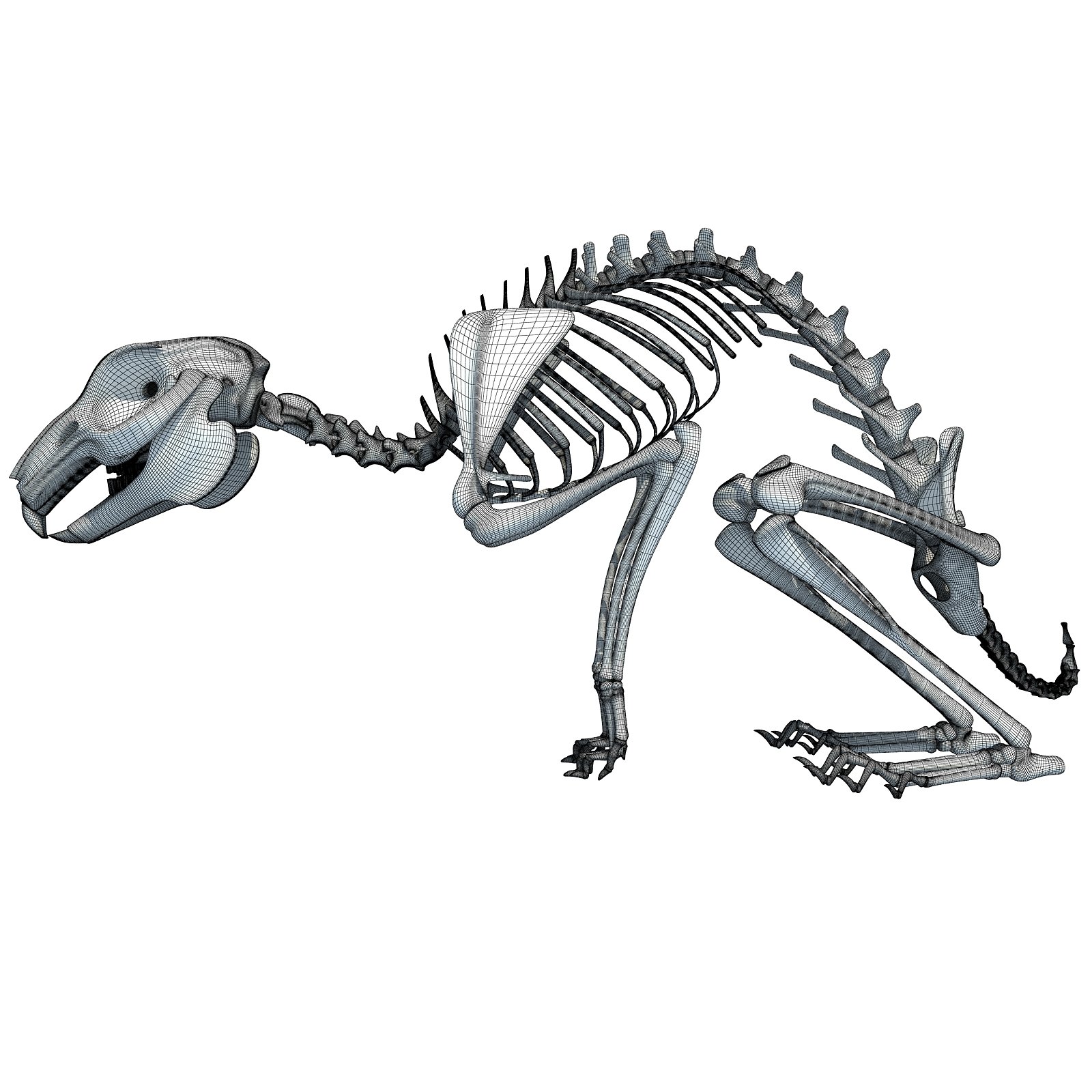 1600x1600 Rabbit Skeleton Animals Horse