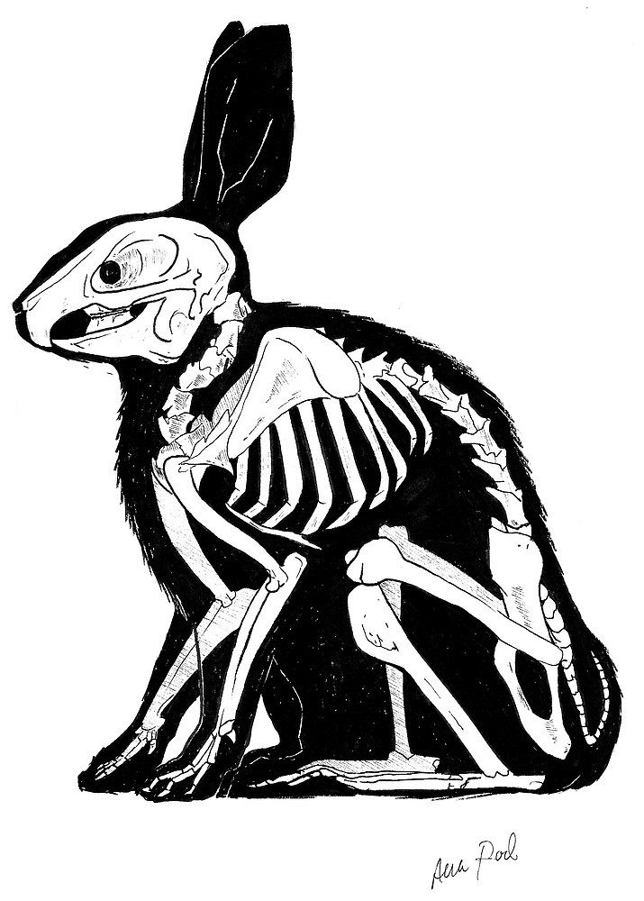 Rabbit Skeleton Drawing | Free download on ClipArtMag