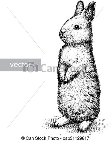 371x470 Engrave Rabbit Illustration Engrave Isolated Rabbit Illustration