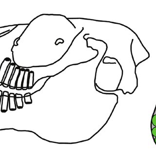 320x320 Dental Formula Of The Dog