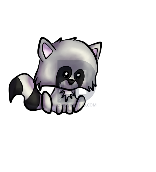 500x550 How To Draw A Cute Raccoon, Step