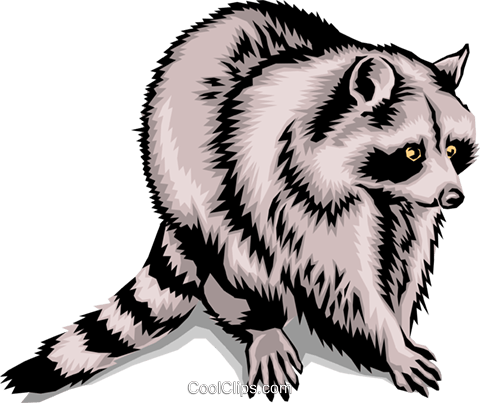 480x403 Collection Of Free Raccoon Drawing Realistic Download On Ui Ex