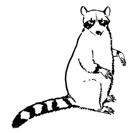 451x451 How To Draw A Raccoon
