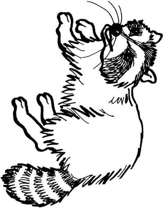 540x686 Raccoon Drawing Easy