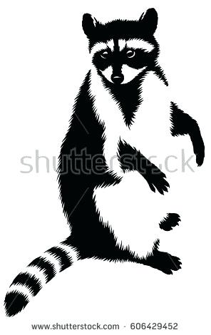 296x470 How To Draw Raccoon Black And White Linear Paint Draw Raccoon
