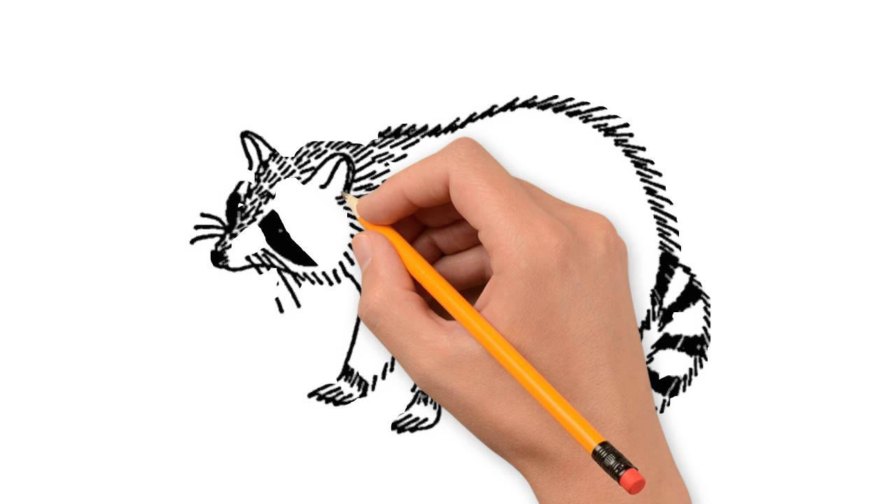 1280x720 Raccoon Animals Pencil To Draw Step