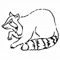 250x250 Easy Drawing Of Raccoon Tutorial Guide I Fertility