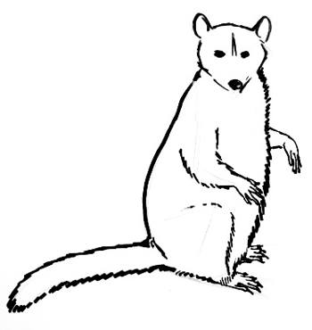 350x370 How To Draw A Raccoon