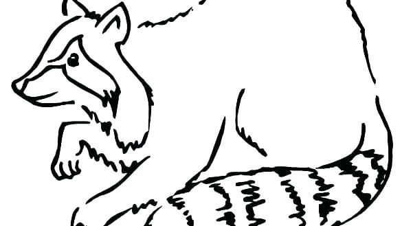 585x329 Racoon Coloring